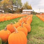 Ben's Pumpkins Row