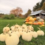 Ben's Pumpkins Pile White